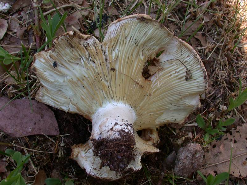 Russula...